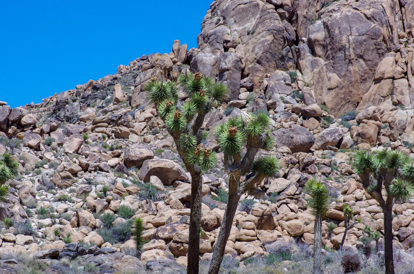 Joshua Tree 10